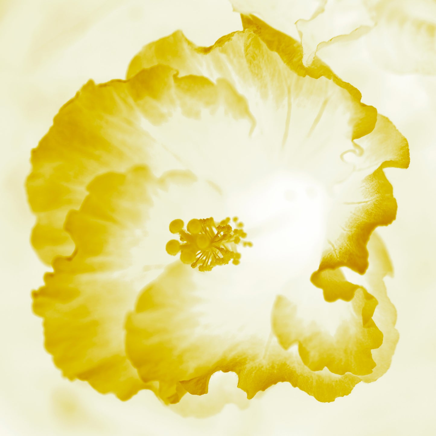 POP Art Collection Flowers - Hibiscus 2076v101d - 90x90cm, vibrant hibiscus flower fine art print with warm yellow petals in soft stylised form, limited edition by Raymond Mather, ART1.