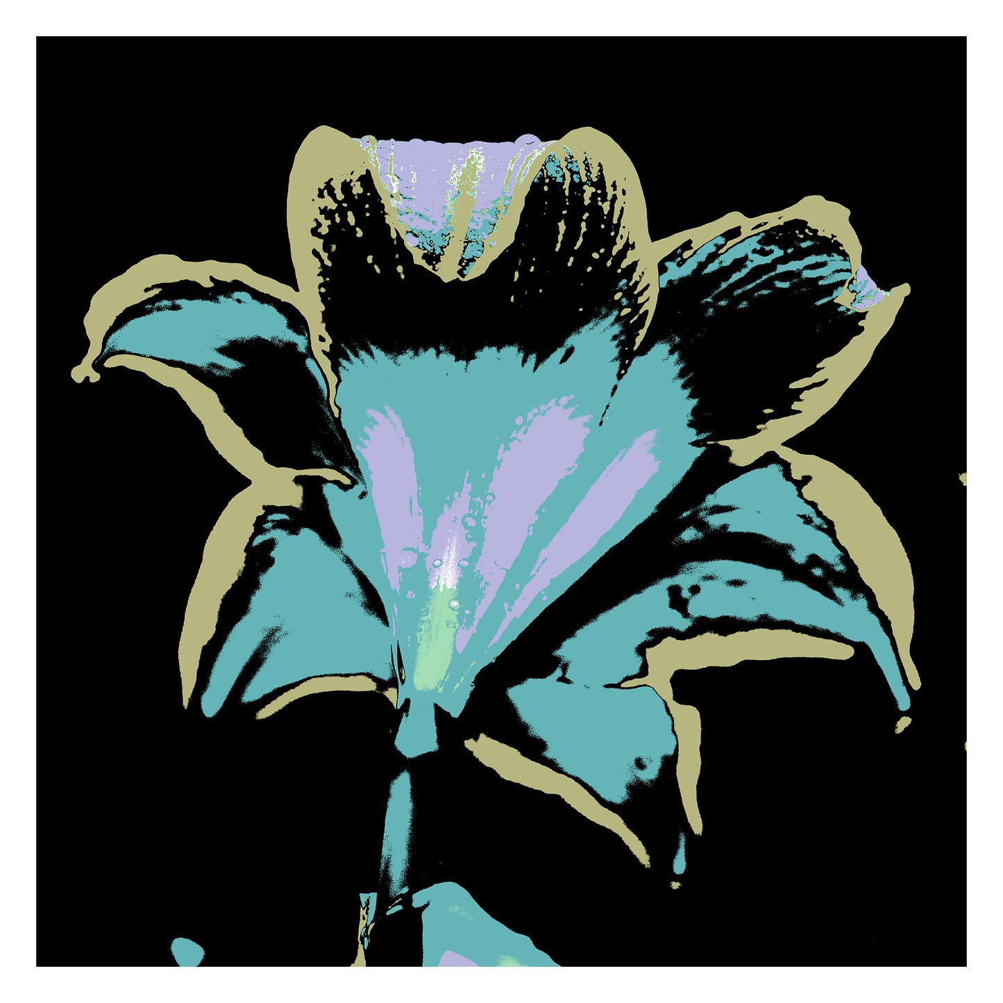 POP Art Collection Flowers - Hippeastrum 1910v27 - 104x104cm, vibrant hippeastrum flower fine art print with stylised black, turquoise, and pink petals, limited edition by Raymond Mather, ART1.