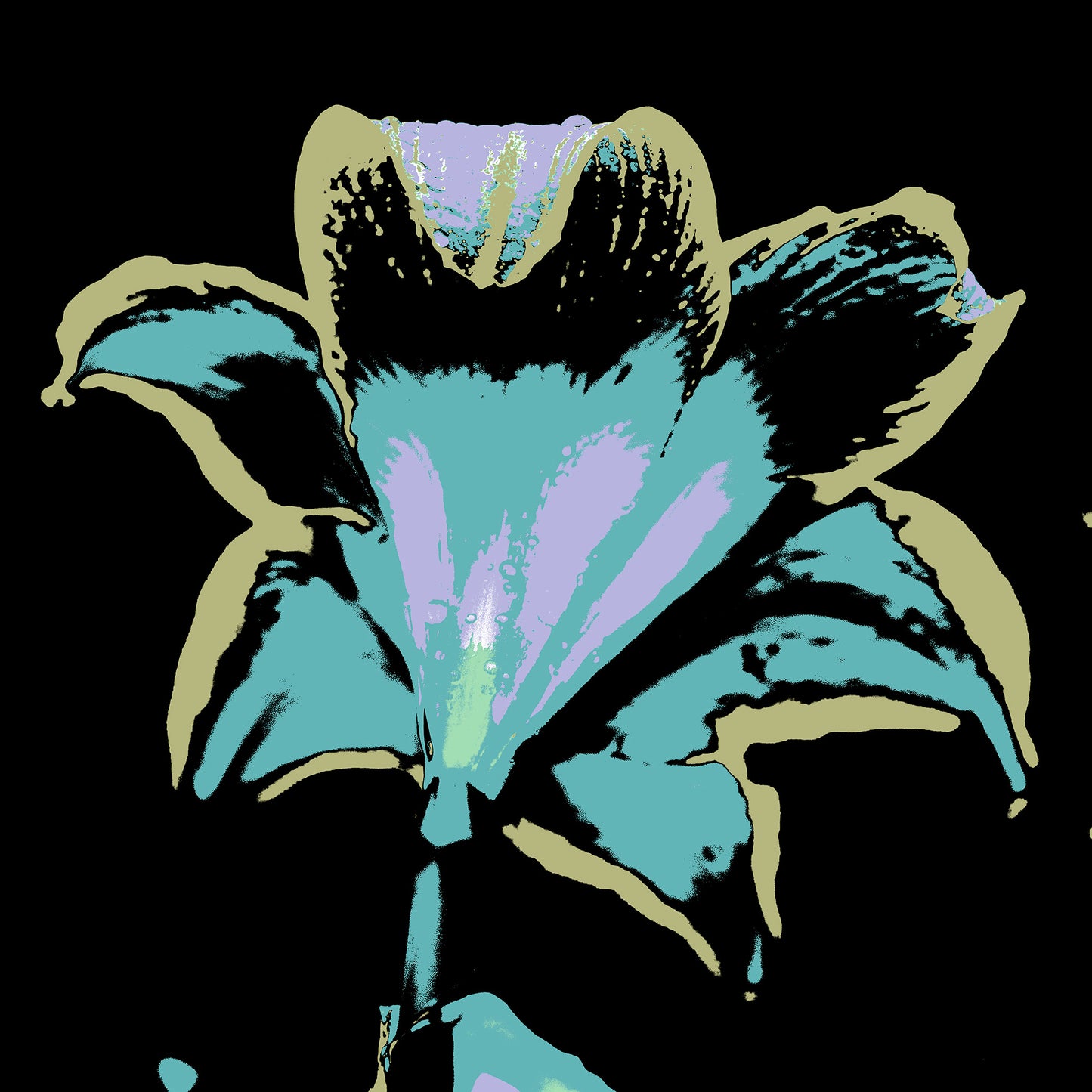 POP Art Collection Flowers - Hippeastrum 1910v27 - 90x90cm, vibrant hippeastrum flower fine art print with stylised black, turquoise, and pink petals, limited edition by Raymond Mather, ART1.