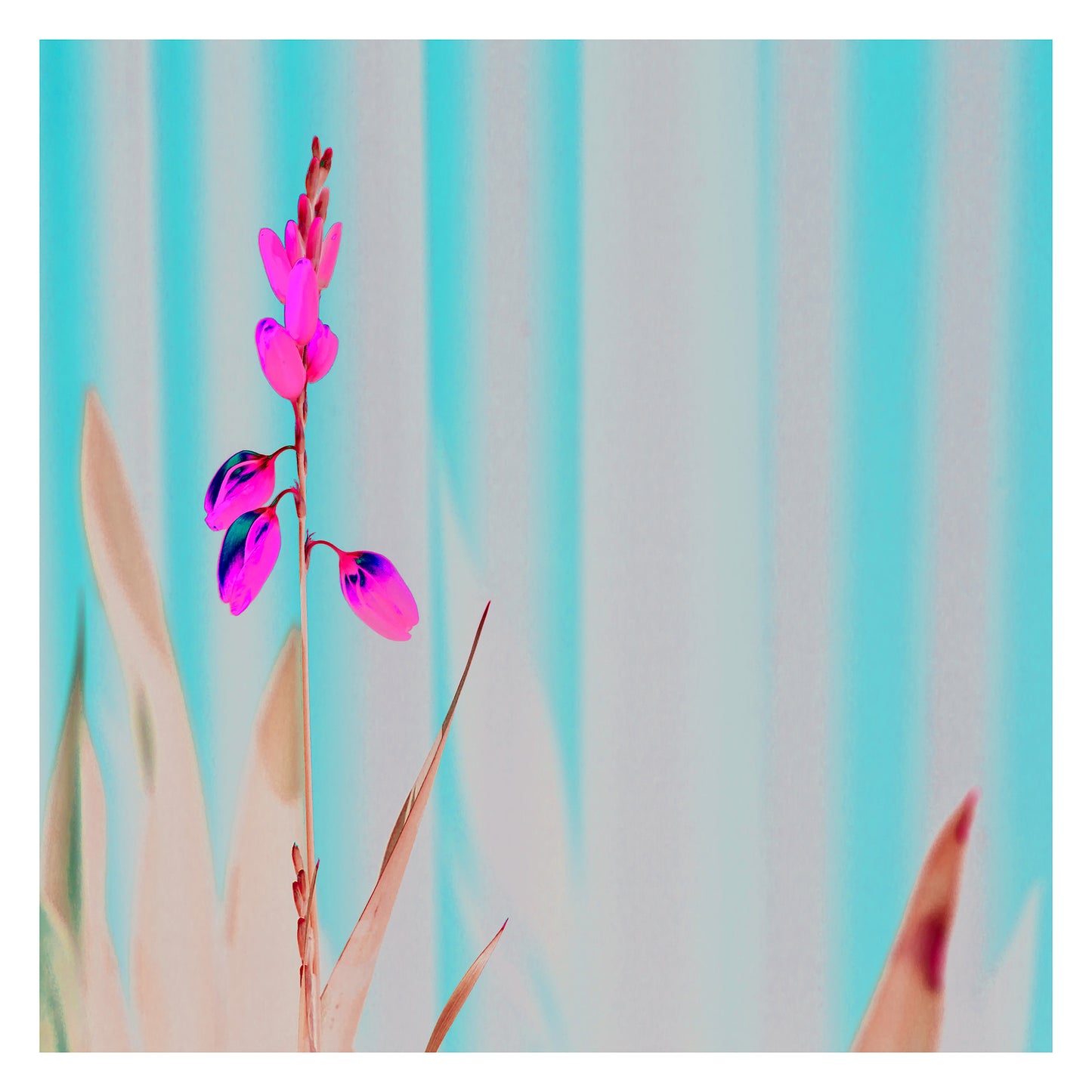 POP Collection - Flowers in the Garden - 8657v57a - 104x104cm, stylised garden flowers fine art print with soft pastel tones and elegant form, limited edition by Raymond Mather, ART1.