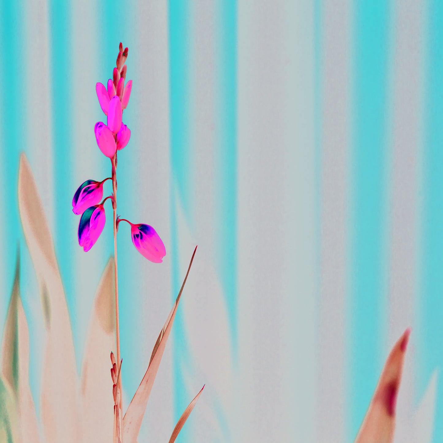 POP Collection - Flowers in the Garden - 8657v57a - 90x90cm, stylised garden flowers fine art print with soft pastel tones and elegant form, limited edition by Raymond Mather, ART1.