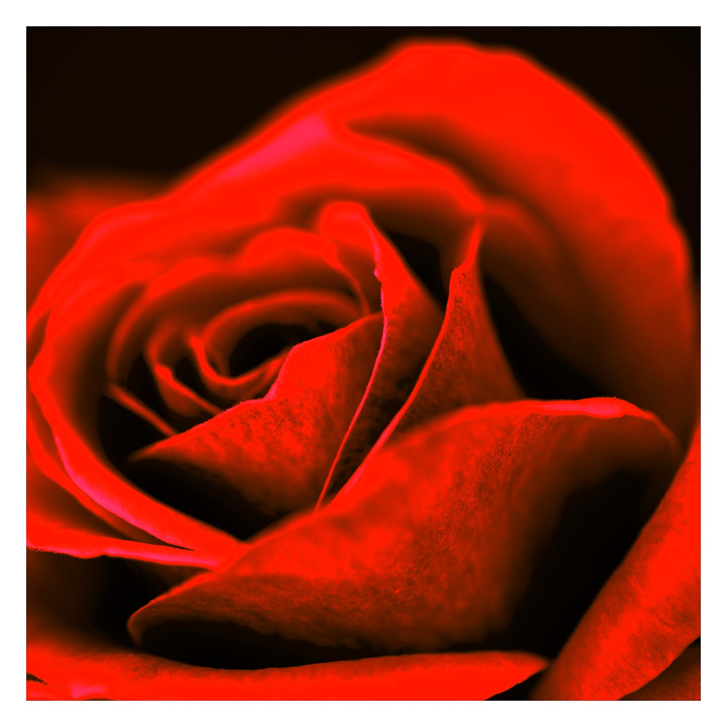 POP Art Collection Flowers - Rose 3980v1027 - 104x104cm, vibrant rose fine art print with dramatic red petals and a soft dark background, limited edition by Raymond Mather, ART1.