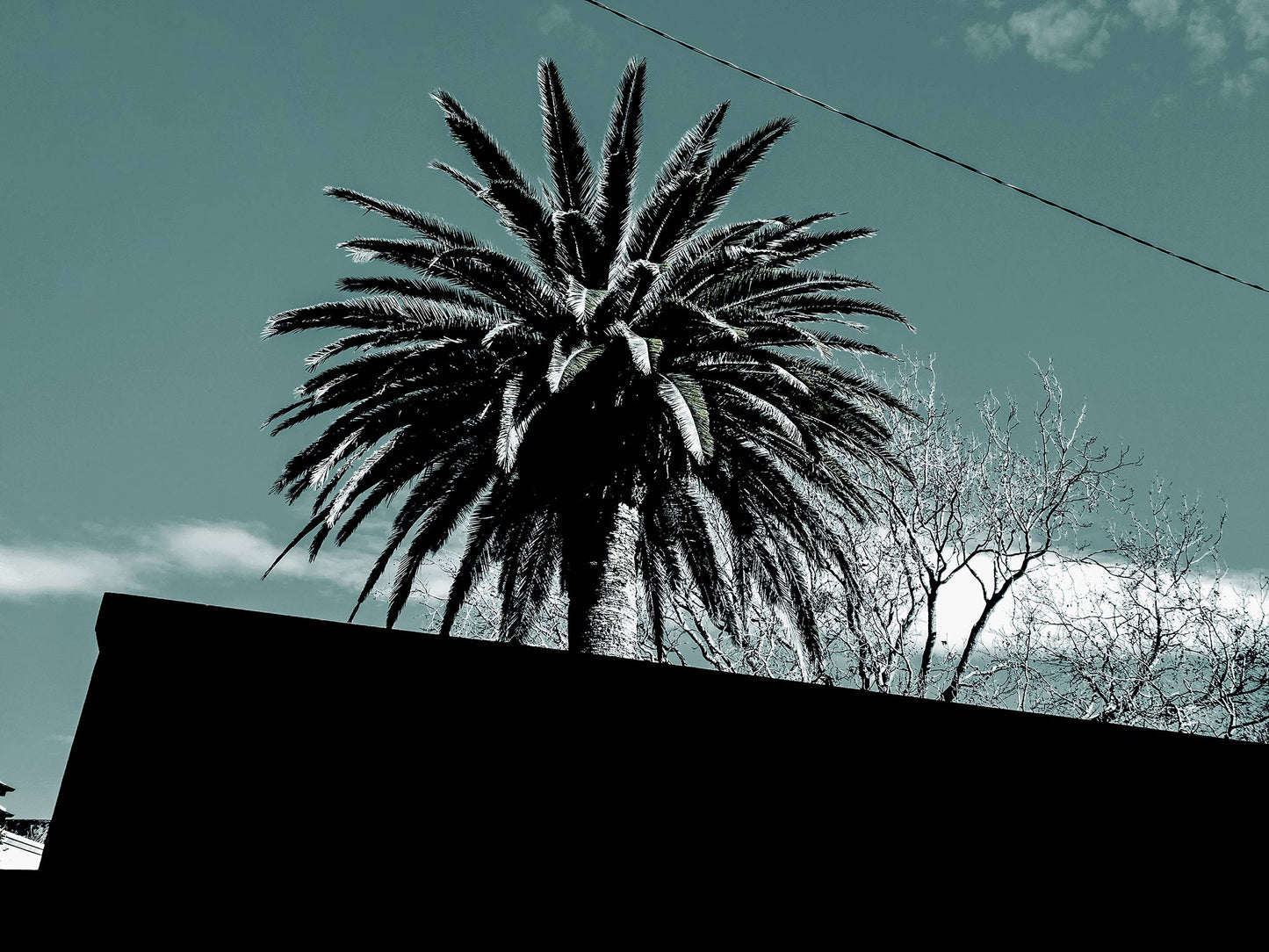 POPscape Sydney - Centennial Park - Palms Street - 9292v14 - 90x67.5cm, Stylised image of a palm tree silhouetted above a slanted suburban rooftop, set against a soft turquoise sky with minimal detail and a graphic composition.