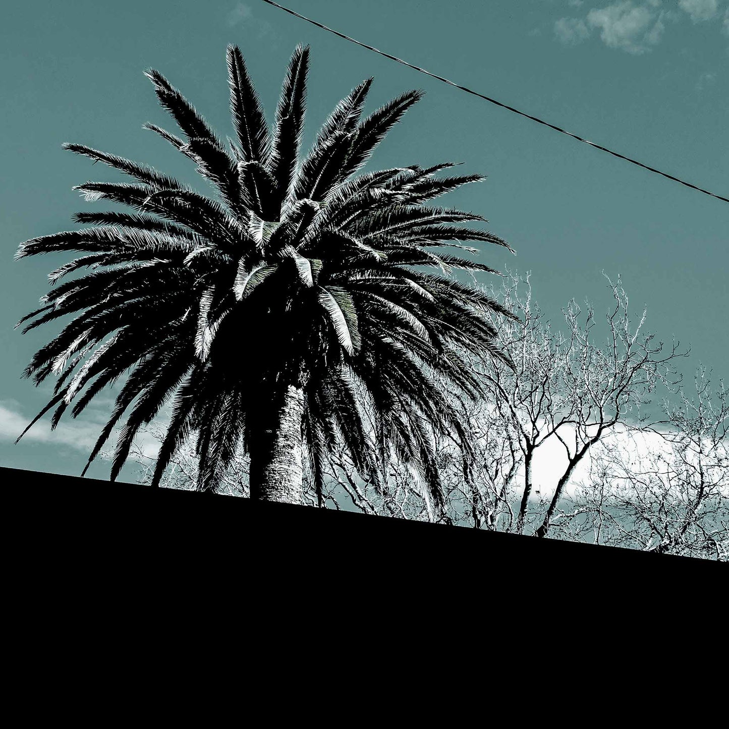 POPscape Sydney - Centennial Park - Palms Street - 9292v14 - Close Detail View, Stylised image of a palm tree silhouetted above a slanted suburban rooftop, set against a soft turquoise sky with minimal detail and a graphic composition.