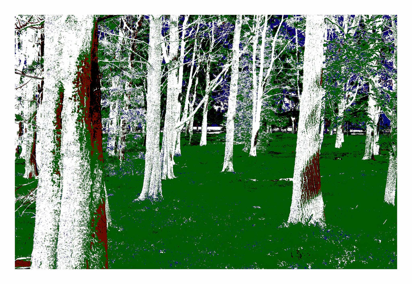 POPscape Sydney - Centennial Park - Pine Grove - 19003v10 - 104x74cm, Stylised forest scene in Centennial Park featuring tall white-barked pine trees and vivid green grass, with rich red and deep blue accents enhancing the contrast and mood.