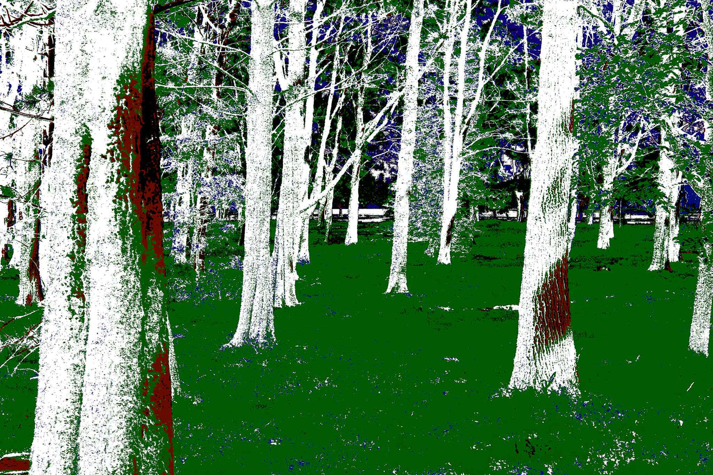 POPscape Sydney - Centennial Park - Pine Grove - 19003v10 - 90x60cm, Stylised forest scene in Centennial Park featuring tall white-barked pine trees and vivid green grass, with rich red and deep blue accents enhancing the contrast and mood.