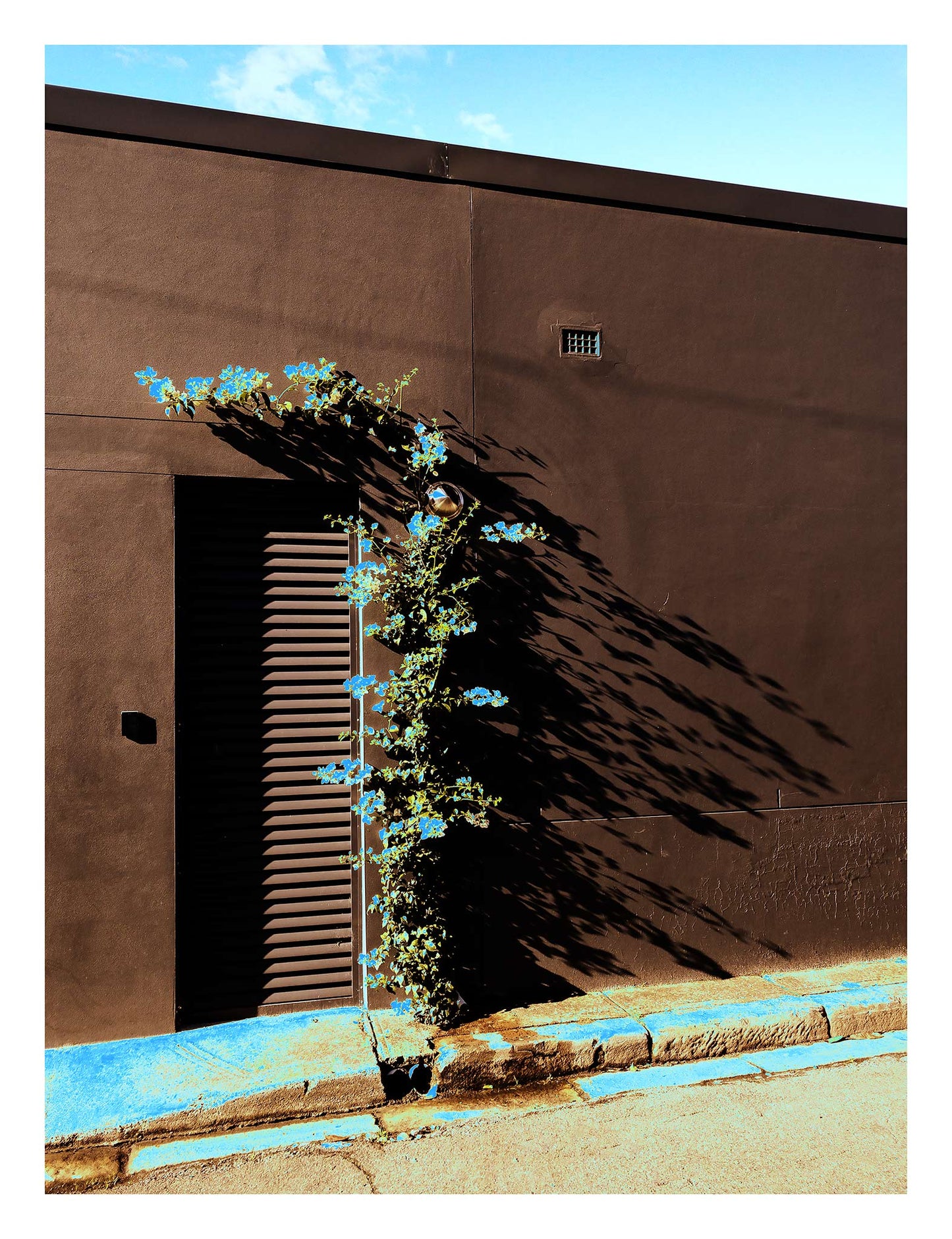 POPscape Sydney - Centennial Park - Vine Shadow - 9295v51 - 81.5x104cm, Stylised Pop Art image of a flowering vine growing against a dark wall on a quiet Sydney street. Blue blossoms and painted curb pop against rich shadows and warm textures.