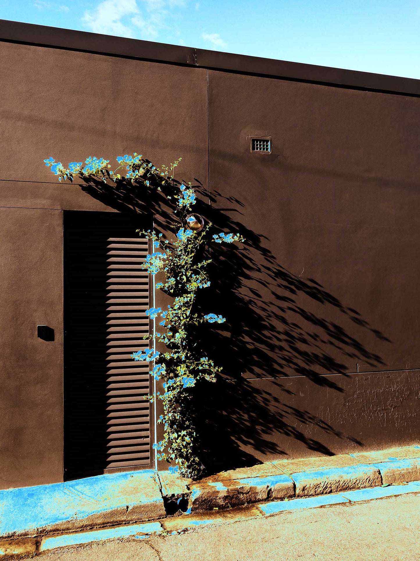 POPscape Sydney - Centennial Park - Vine Shadow - 9295v51 - 67.5x90cm, Stylised Pop Art image of a flowering vine growing against a dark wall on a quiet Sydney street. Blue blossoms and painted curb pop against rich shadows and warm textures.