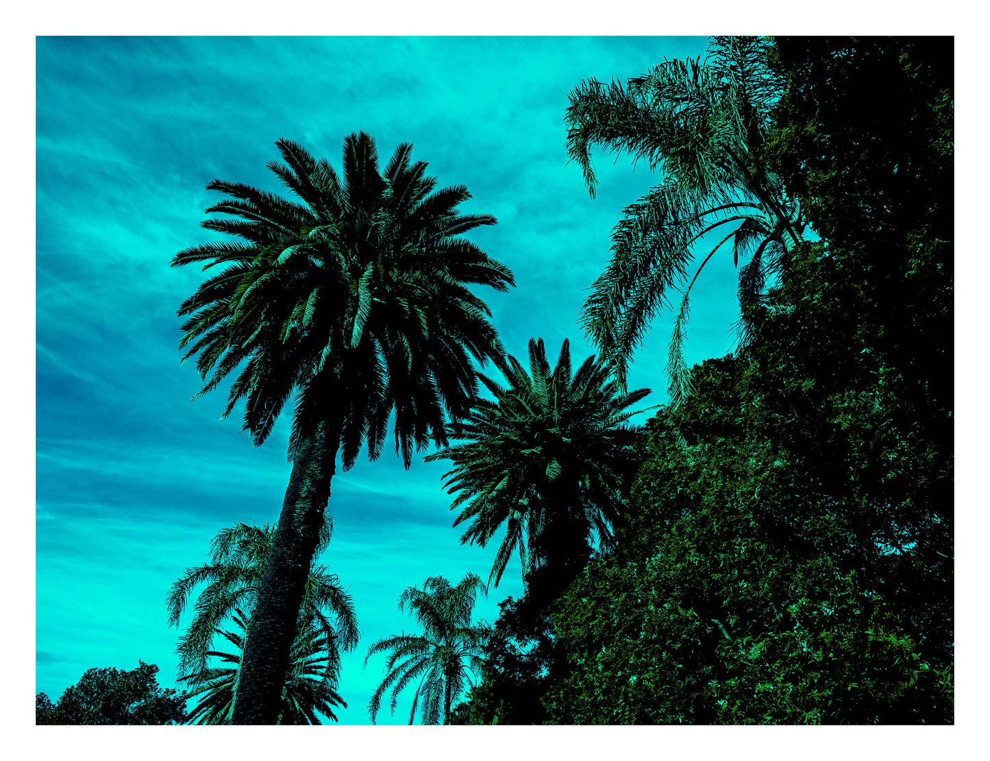 POPscape Sydney - Centennial Parklands - Palms - 9338v10 - 104x81.5cm, Tall palm trees silhouetted against a vividly turquoise sky with dense foliage, creating a striking tropical scene in a stylised pop-art palette.