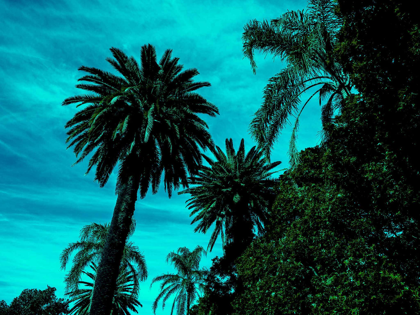 POPscape Sydney - Centennial Parklands - Palms - 9338v10 - 90x67.5cm, Tall palm trees silhouetted against a vividly turquoise sky with dense foliage, creating a striking tropical scene in a stylised pop-art palette.
