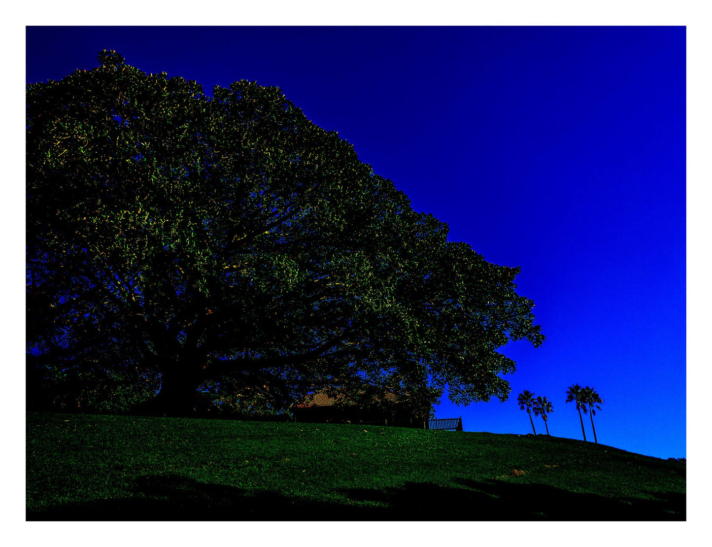 POPscape Sydney - Centennial Parklands - Palms Rangers Residence - 8655v13 - 104x81.5cm, Stylised Pop Art image of a large fig tree silhouetted against a deep blue sky in Centennial Parklands. Palm trees and a distant building sit beneath a wide canopy.