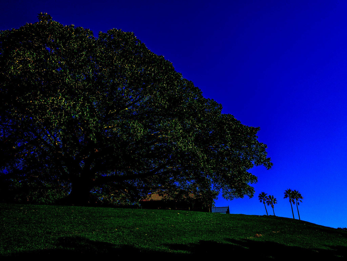 POPscape Sydney - Centennial Parklands - Palms Rangers Residence - 8655v13 - 90x67.5cm, Stylised Pop Art image of a large fig tree silhouetted against a deep blue sky in Centennial Parklands. Palm trees and a distant building sit beneath a wide canopy.