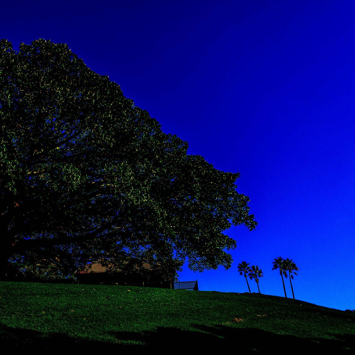 POPscape Sydney - Centennial Parklands - Palms Rangers Residence - 8655v13 - Close Detail View, Stylised Pop Art image of a large fig tree silhouetted against a deep blue sky in Centennial Parklands. Palm trees and a distant building sit beneath a wide canopy.