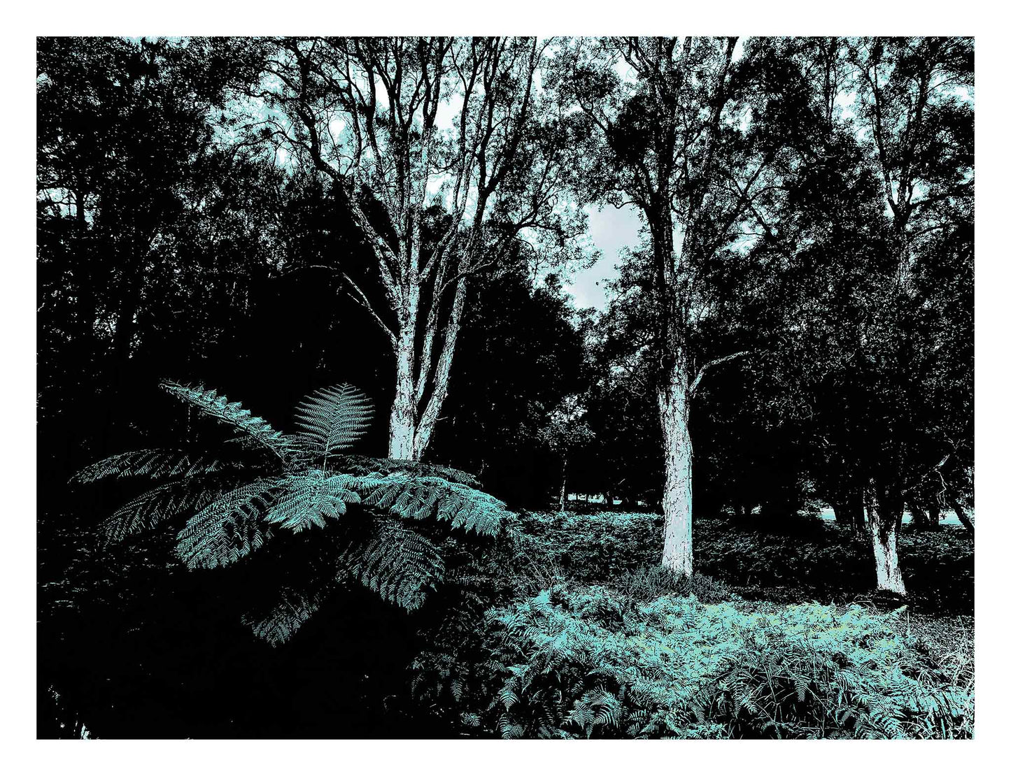 POPscape Sydney - Centennial Parklands - Tree Fern - 9762v3 - 104x81.5cm, Stylised image of a large tree fern under tall native trees in Centennial Parklands, Sydney. Cool-toned duotone treatment in teal and black with moody contrast.