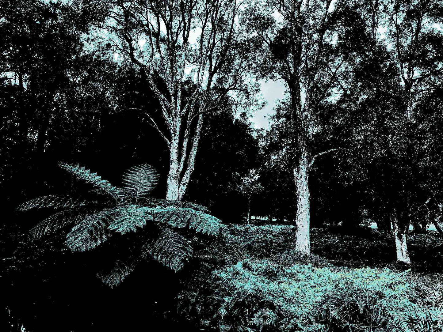 POPscape Sydney - Centennial Parklands - Tree Fern - 9762v3 - 90x67.5cm, Stylised image of a large tree fern under tall native trees in Centennial Parklands, Sydney. Cool-toned duotone treatment in teal and black with moody contrast.