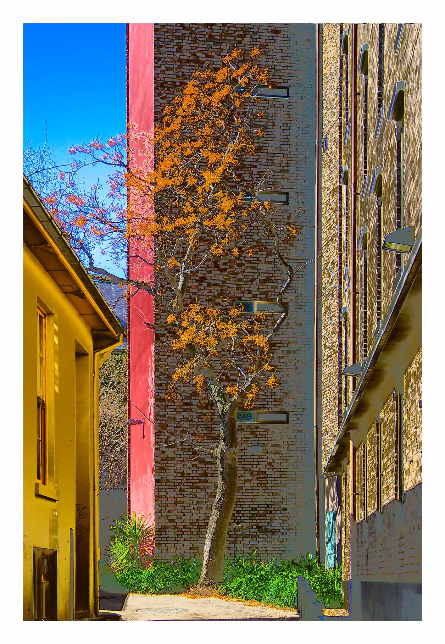 POPscape Sydney - Darlinghurst - Tree Laneway - 1906025v20 - 74x104cm, Stylised image of a golden-leaved tree in a narrow laneway between yellow, red, and brick buildings in Darlinghurst, Sydney. Warm-toned Pop Art treatment with strong urban contrast.