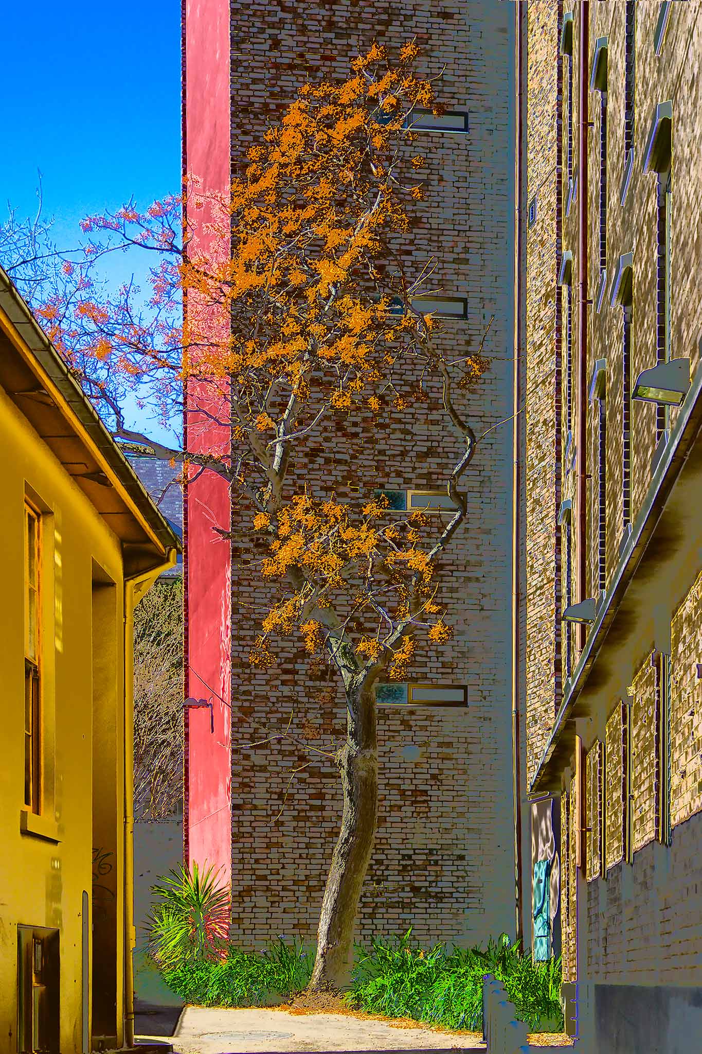 POPscape Sydney - Darlinghurst - Tree Laneway - 1906025v20 - 60x90cm, Stylised image of a golden-leaved tree in a narrow laneway between yellow, red, and brick buildings in Darlinghurst, Sydney. Warm-toned Pop Art treatment with strong urban contrast.