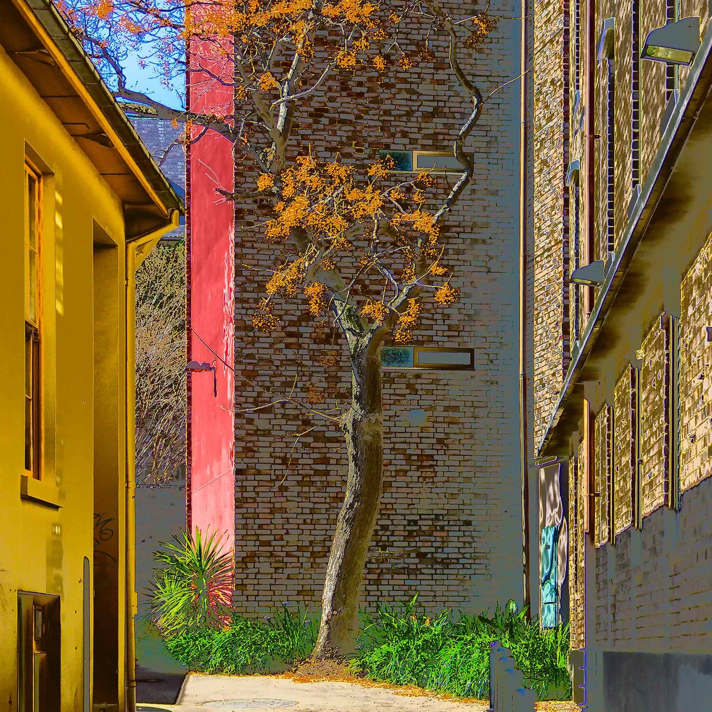 POPscape Sydney - Darlinghurst - Tree Laneway - 1906025v20 - Close Detail View, Stylised image of a golden-leaved tree in a narrow laneway between yellow, red, and brick buildings in Darlinghurst, Sydney. Warm-toned Pop Art treatment with strong urban contrast.