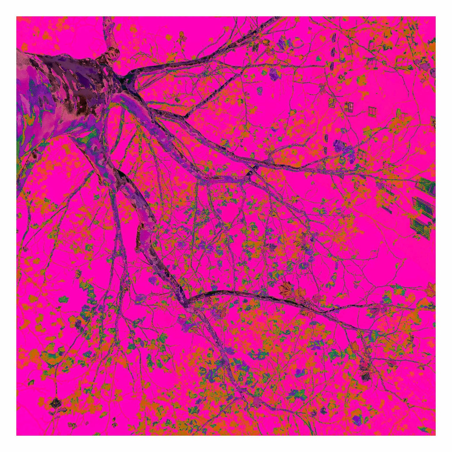 POPscape Sydney - Potts Point - Tree - 203898v20 - 104x104cm, Stylised image of a tree viewed from below, its dark branches stretching across a vibrant hot pink background. Pop Art-inspired colour palette with neon accents and organic detail.