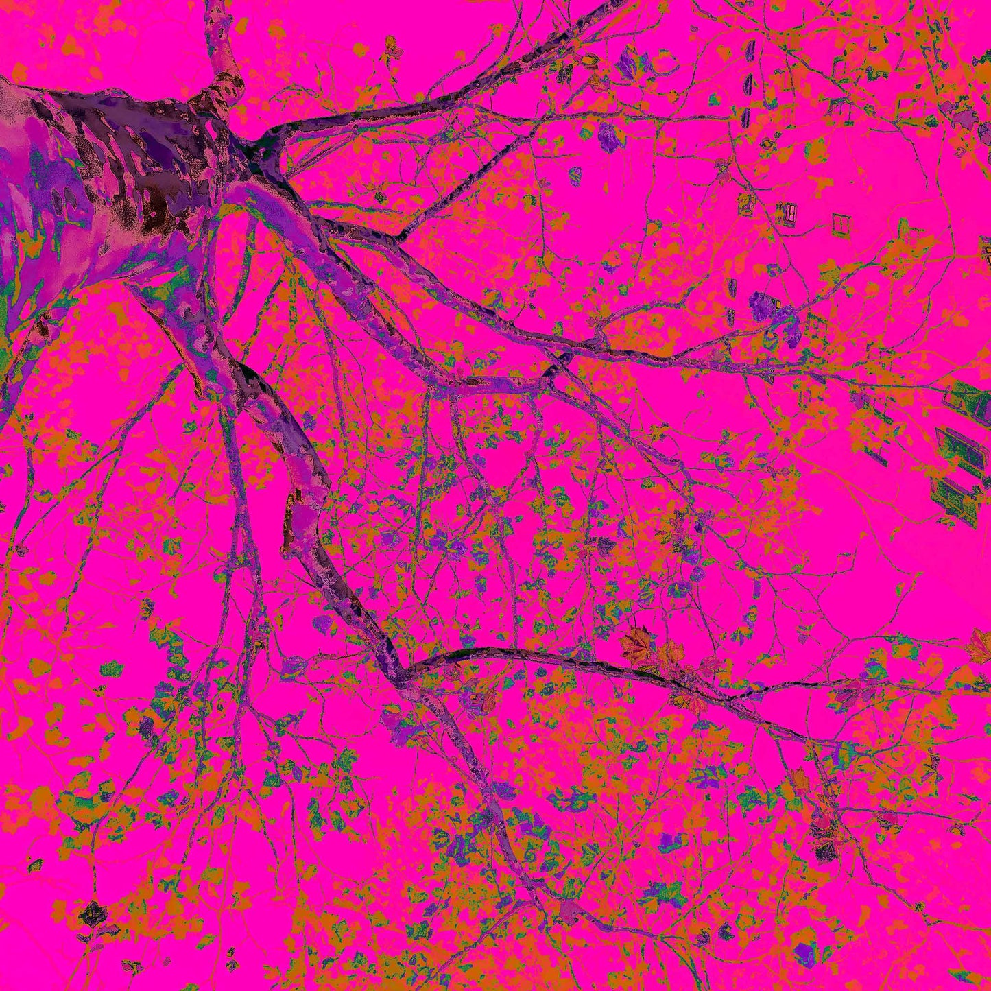 POPscape Sydney - Potts Point - Tree - 203898v20 - 90x90cm, Stylised image of a tree viewed from below, its dark branches stretching across a vibrant hot pink background. Pop Art-inspired colour palette with neon accents and organic detail.