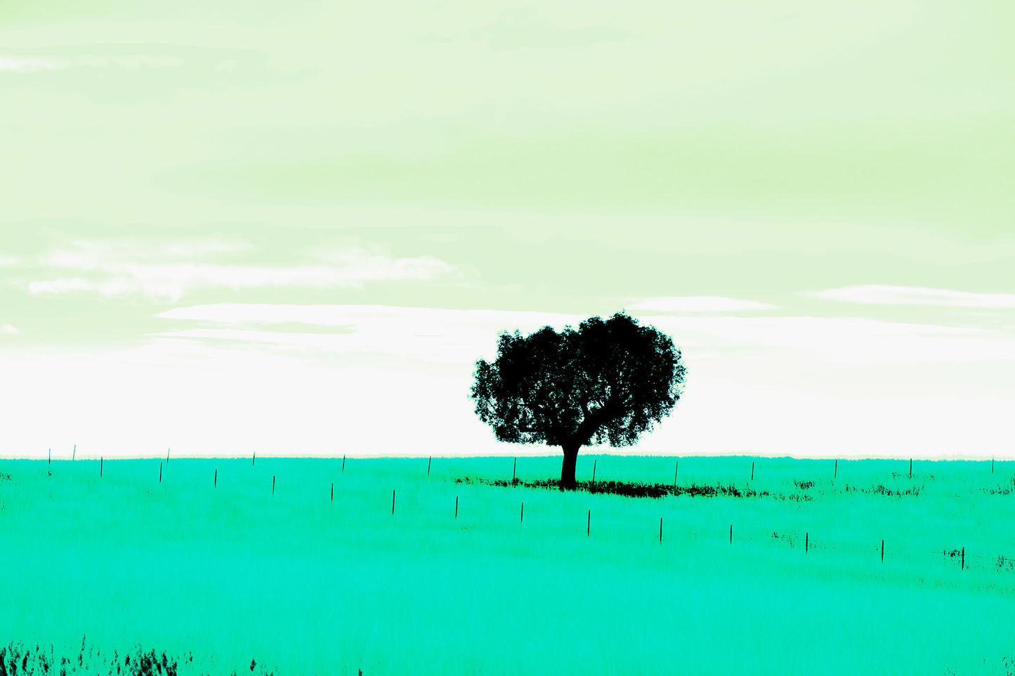 Vivid Country - Tamworth Moore Creek - 2853v209a - 90x60cm, a lone tree stands in a vast green field under a pale mint sky, framed by evenly spaced fence posts. A minimalist Pop Art style landscape evoking stillness, solitude, and connection to place.