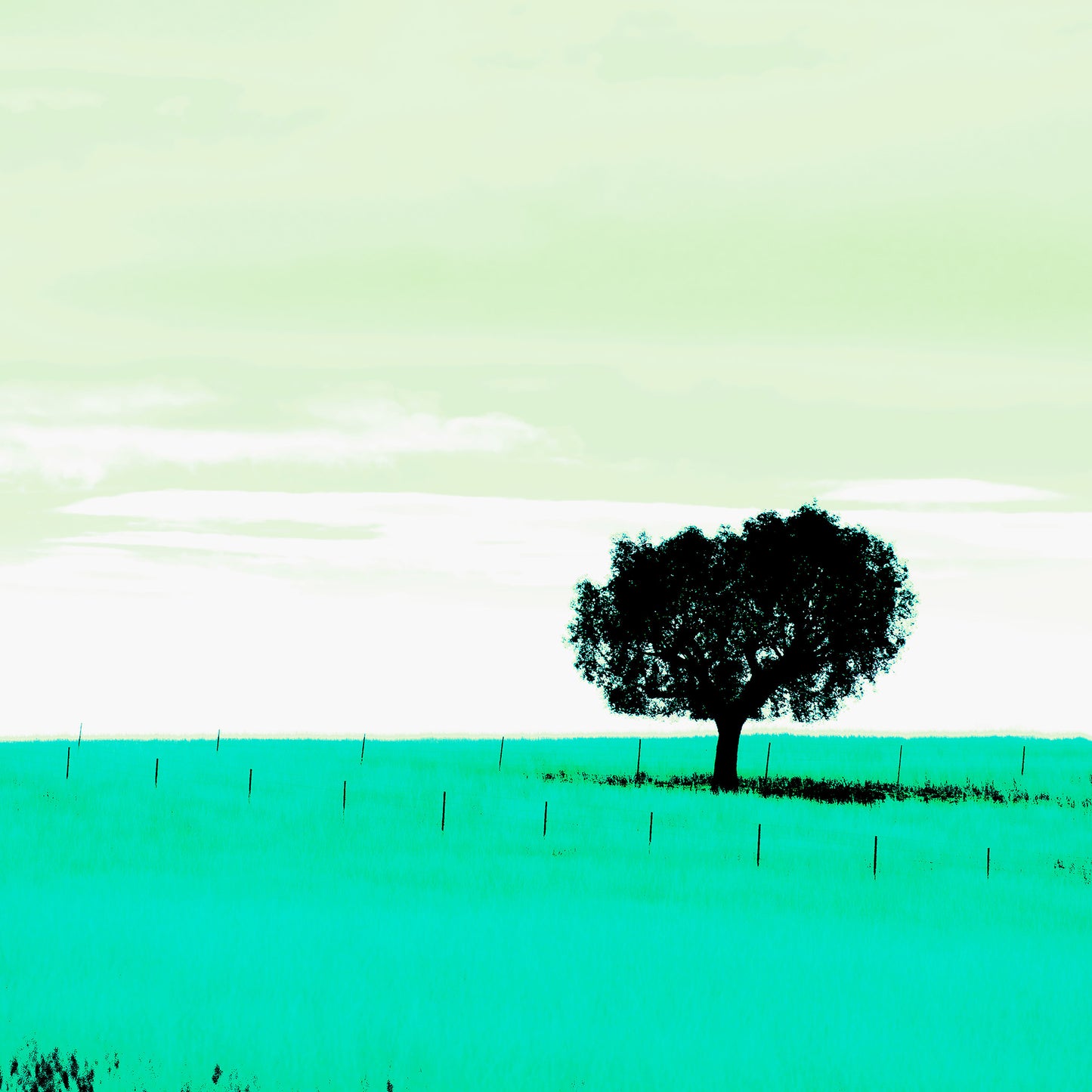 Vivid Country - Tamworth Moore Creek - 2853v209a - Close Detail View, a lone tree stands in a vast green field under a pale mint sky, framed by evenly spaced fence posts. A minimalist Pop Art style landscape evoking stillness, solitude, and connection to place.