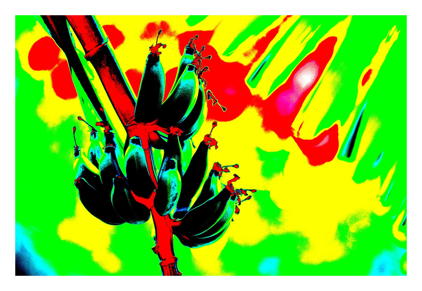 Xtra POP Set - Bananas - Swans Rd - 143464v2 - 104x74cm, Stylised banana cluster against a vivid red, yellow, and green digitally altered background with neon contrast.