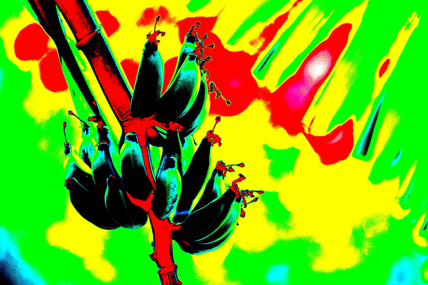 Xtra POP Set - Bananas - Swans Rd - 143464v2 - 90x60cm, Stylised banana cluster against a vivid red, yellow, and green digitally altered background with neon contrast.