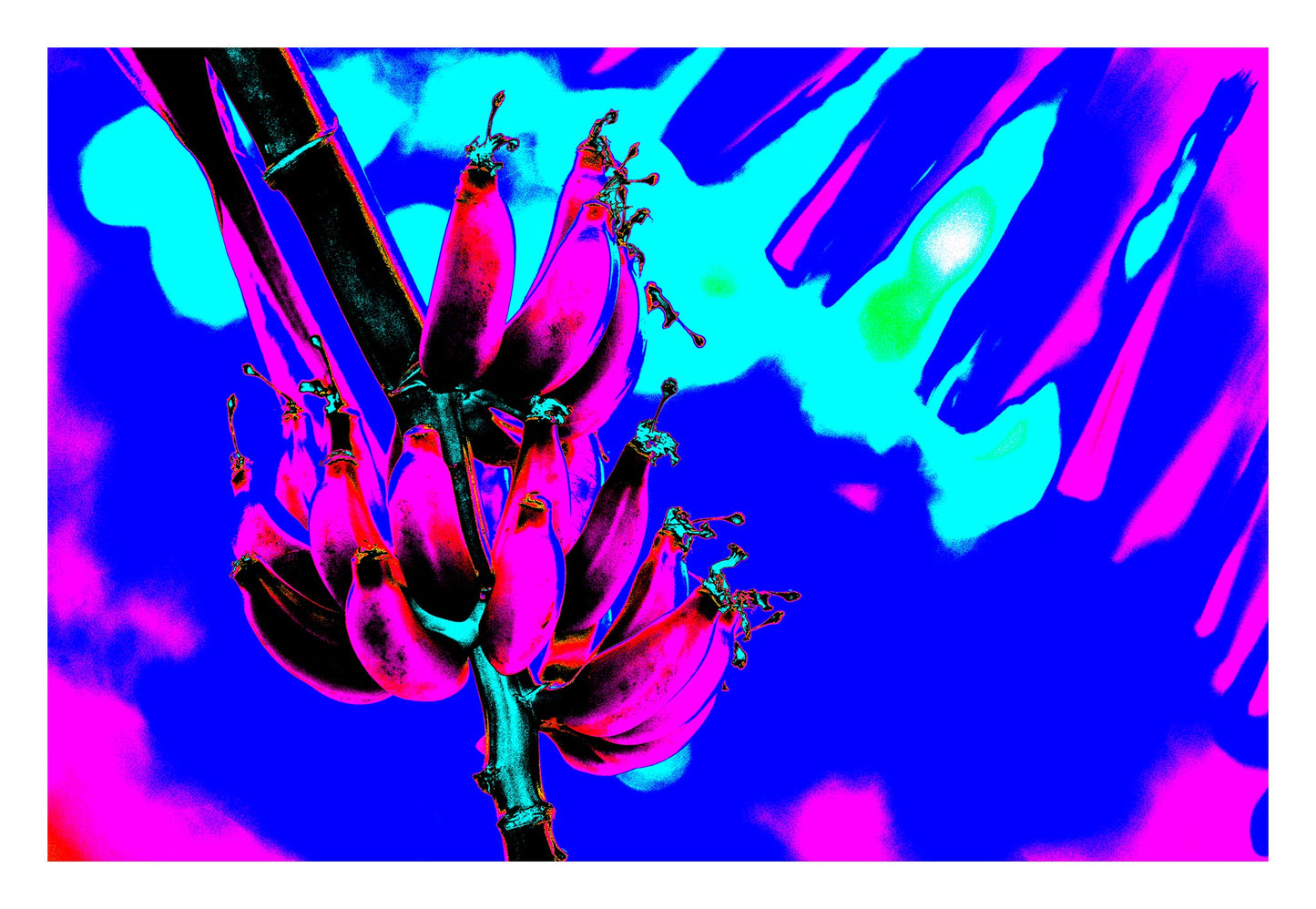 Xtra POP Set - Bananas - Swans Rd - 143464v3 - 104x74cm, Fluorescent pink bananas with cyan shadows set against an intense electric blue sky in a vibrant digital artwork.