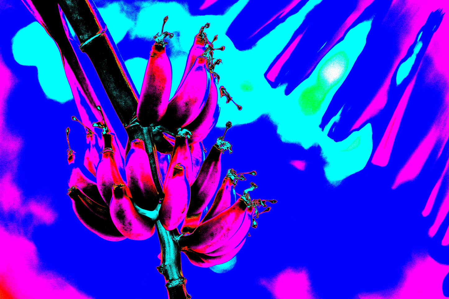 Xtra POP Set - Bananas - Swans Rd - 143464v3 - 90x60cm, Fluorescent pink bananas with cyan shadows set against an intense electric blue sky in a vibrant digital artwork.