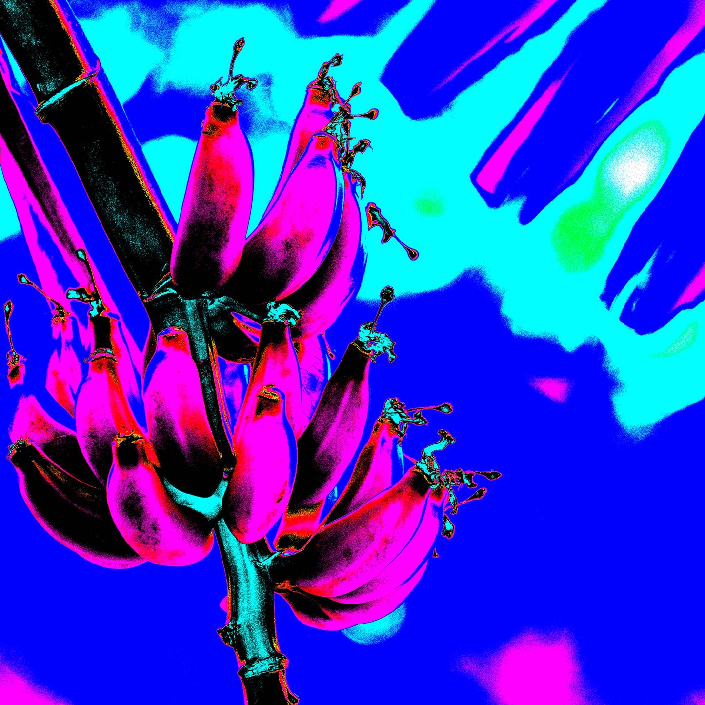 Xtra POP Set - Bananas - Swans Rd - 143464v3 - Close Detail View, Fluorescent pink bananas with cyan shadows set against an intense electric blue sky in a vibrant digital artwork.