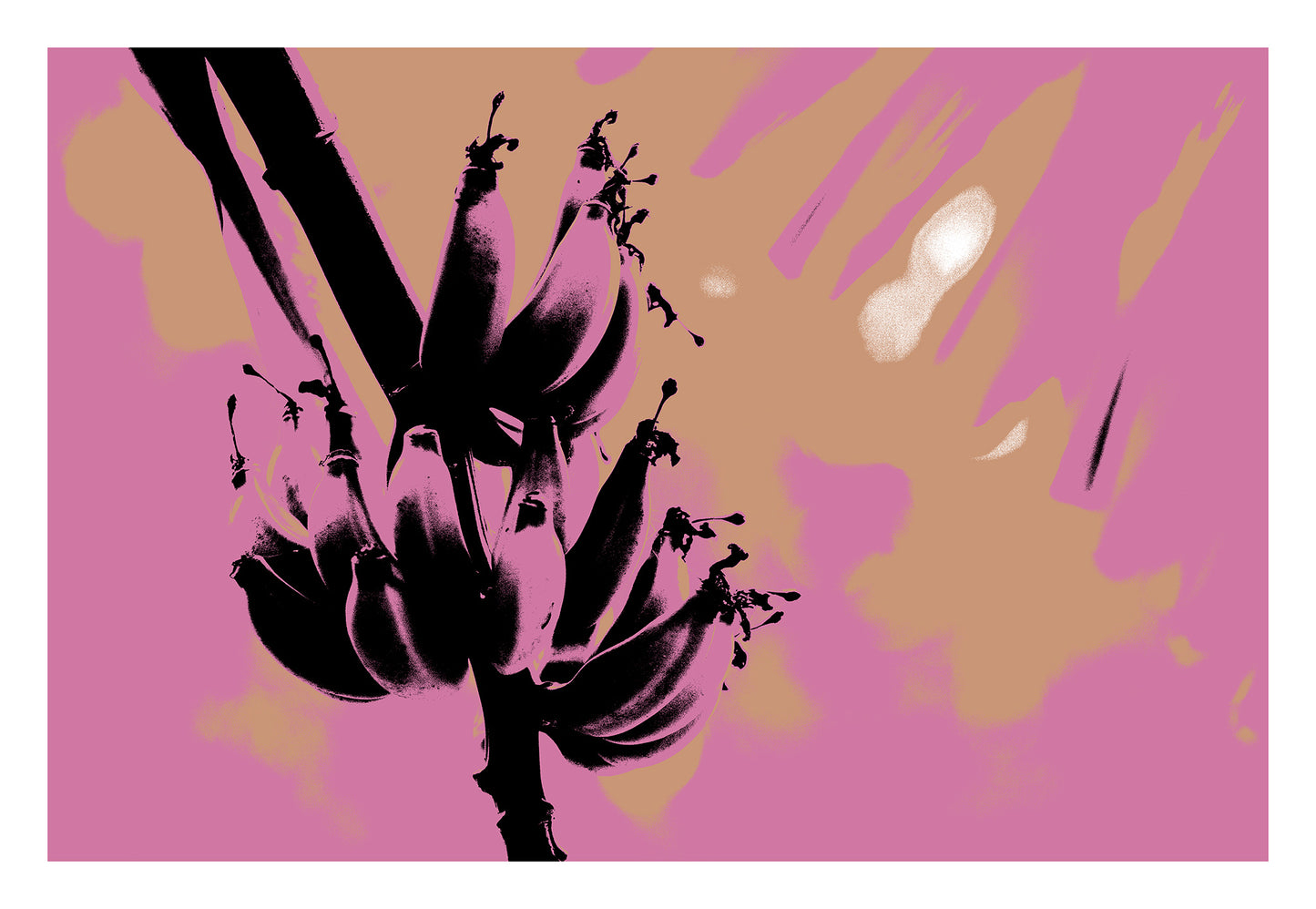 Xtra POP Set - Bananas - Swans Rd - 143464v4 - 104x74cm, Black banana cluster silhouette over a stylised pink and ochre background, evoking vintage poster pop art.