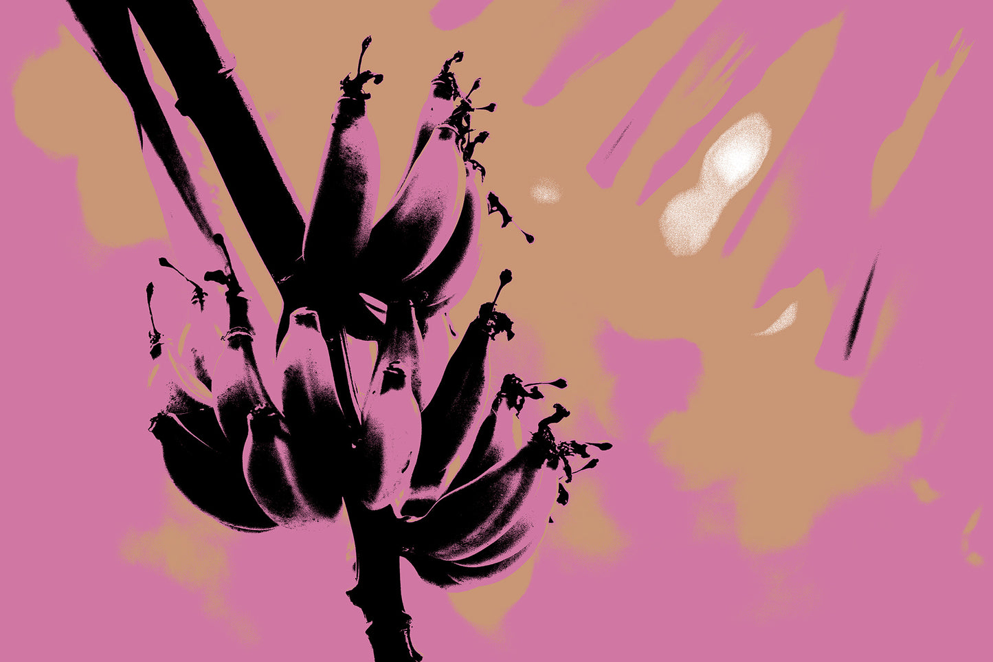 Xtra POP Set - Bananas - Swans Rd - 143464v4 - 90x60cm, Black banana cluster silhouette over a stylised pink and ochre background, evoking vintage poster pop art.