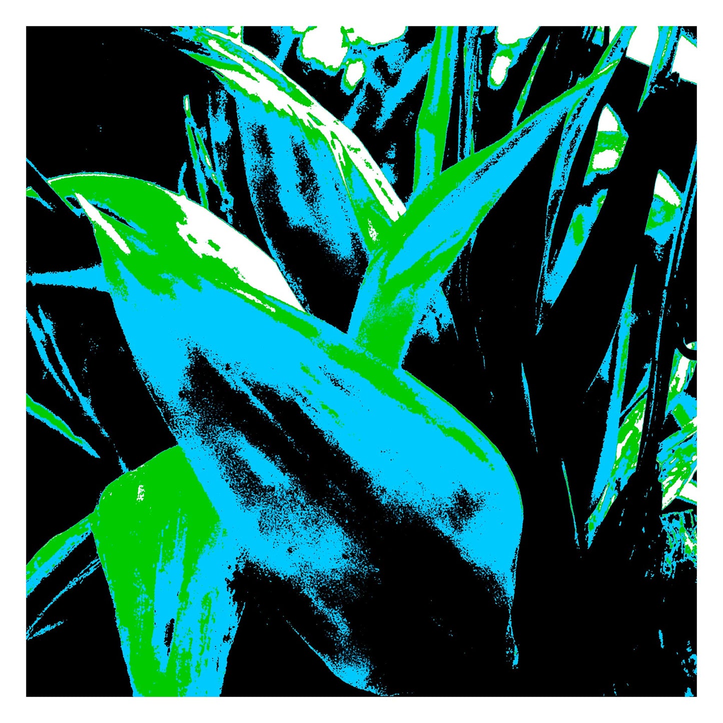 Xtra POP Set - Bird of Paradise - 185937v13 - 104x104cm, Striking cyan and green tropical leaves in bold silhouette against deep black, rendered in high-impact Pop Art style.