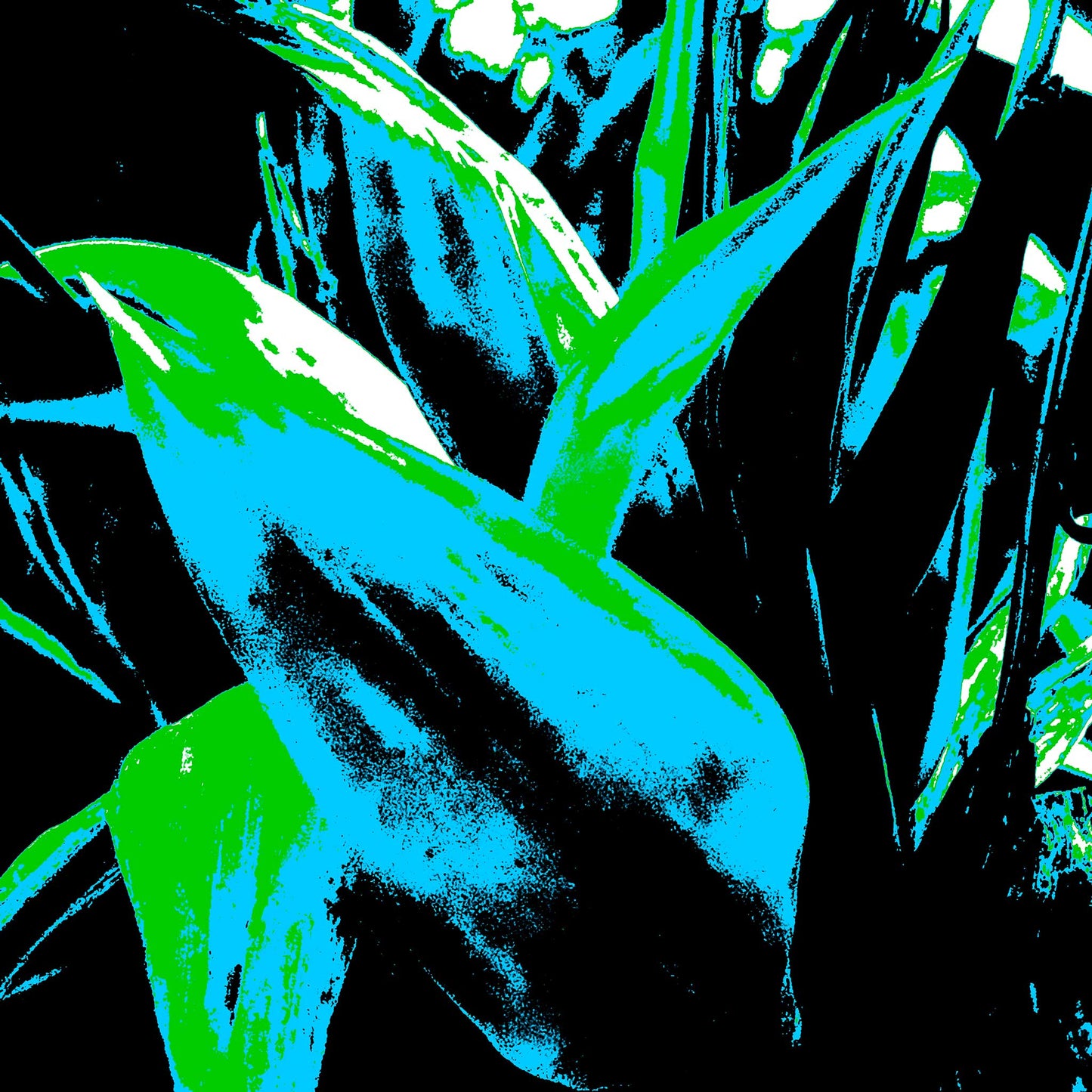 Xtra POP Set - Bird of Paradise - 185937v13 - 90x90cm, Striking cyan and green tropical leaves in bold silhouette against deep black, rendered in high-impact Pop Art style.