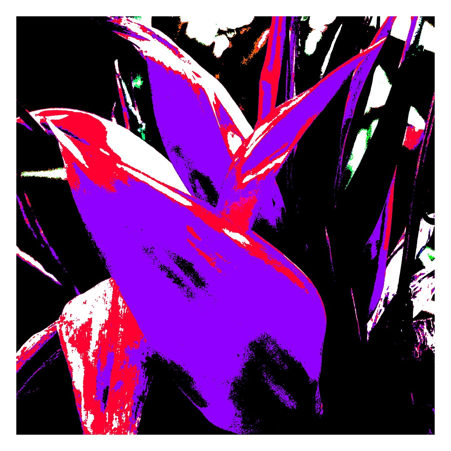 Xtra POP Set - Bird of Paradise - 185937v4 - 104x104cm, Posterised purple and red tropical leaves with stark black background, bold Pop Art interpretation.