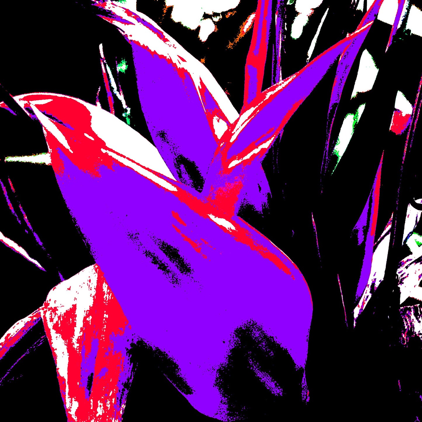 Xtra POP Set - Bird of Paradise - 185937v4 - 90x90cm, Posterised purple and red tropical leaves with stark black background, bold Pop Art interpretation.