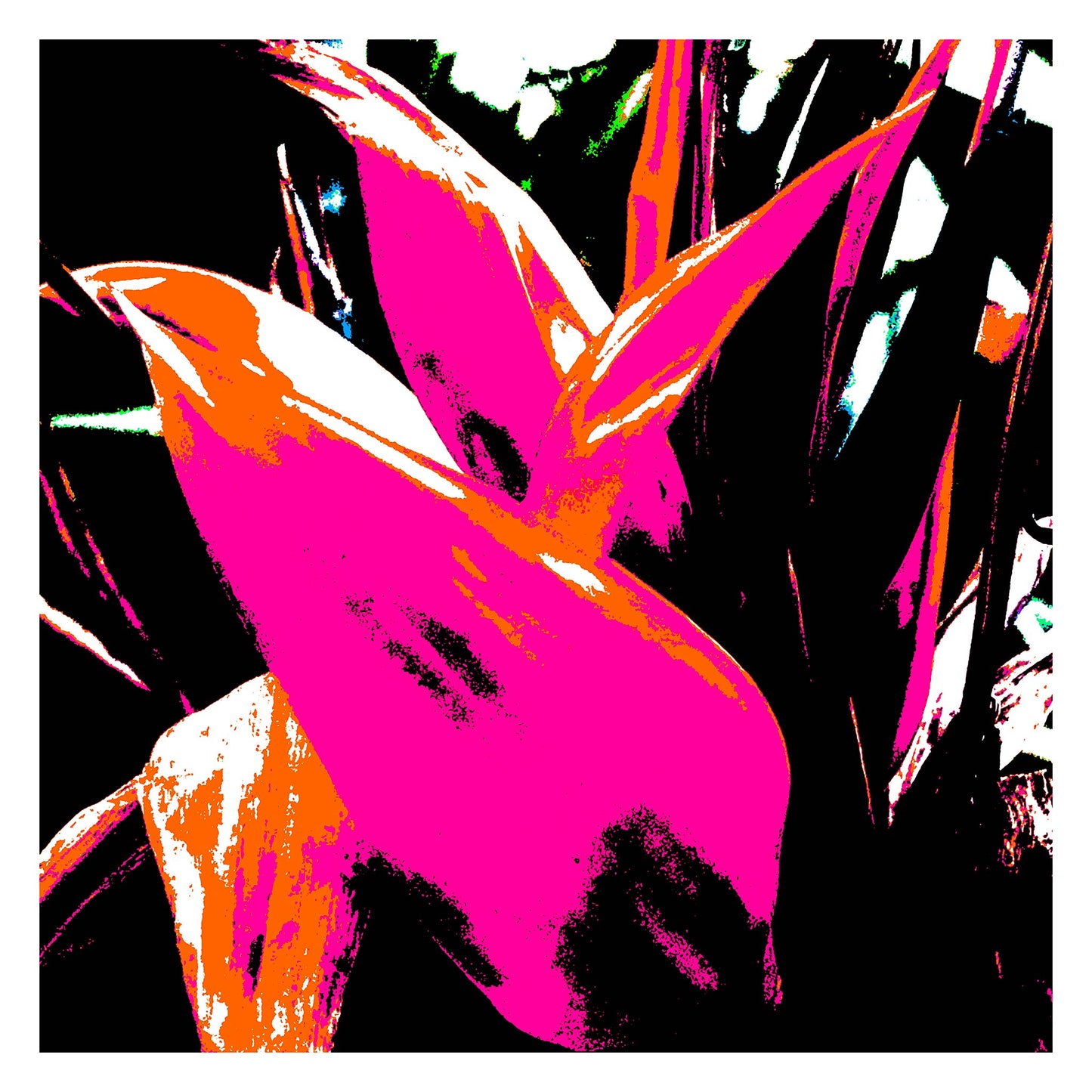 Xtra POP Set - Bird of Paradise - 185937v5 - 104x104cm, Vivid pink and orange tropical leaves with black background, electrified Pop Art style.