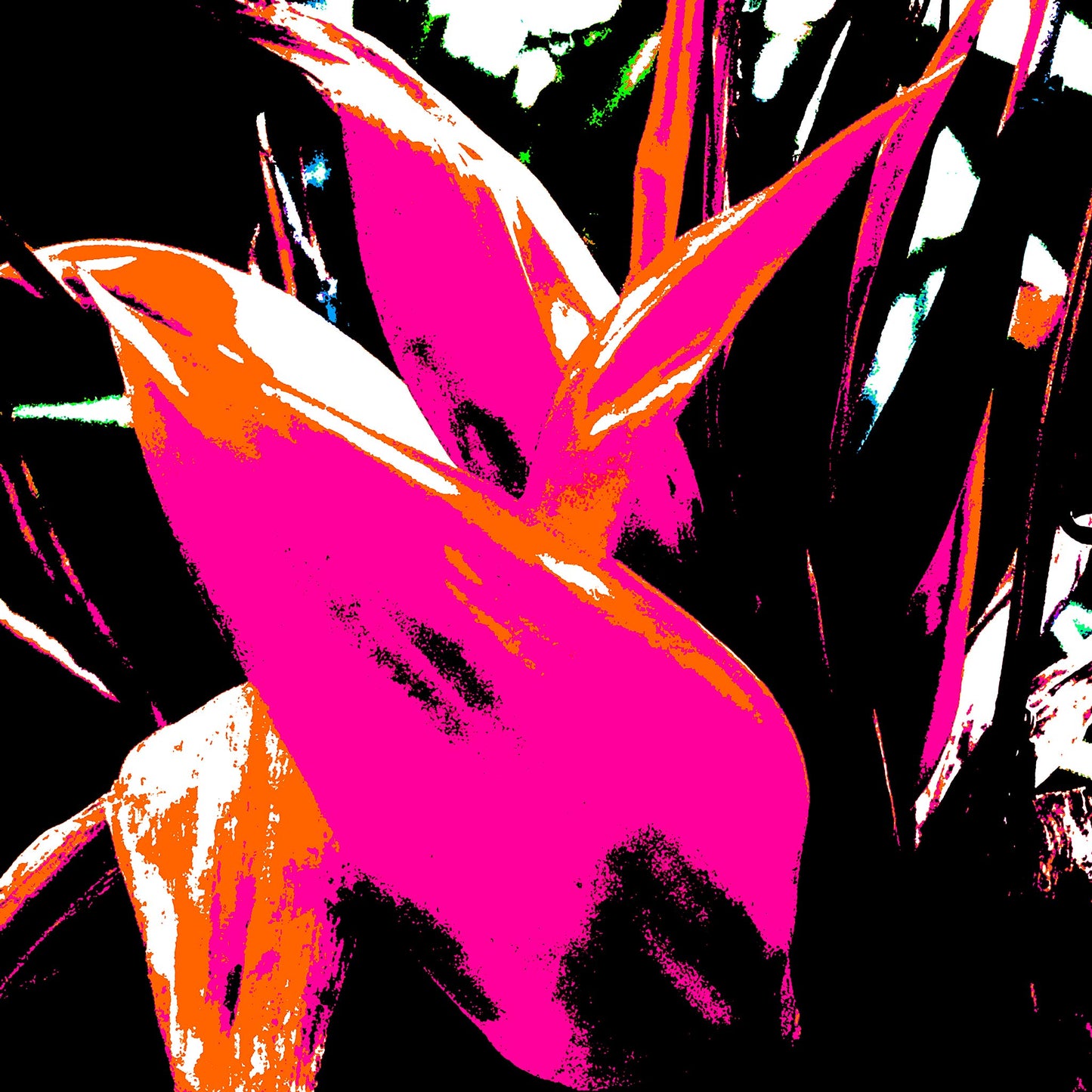 Xtra POP Set - Bird of Paradise - 185937v5 - 90x90cm, Vivid pink and orange tropical leaves with black background, electrified Pop Art style.
