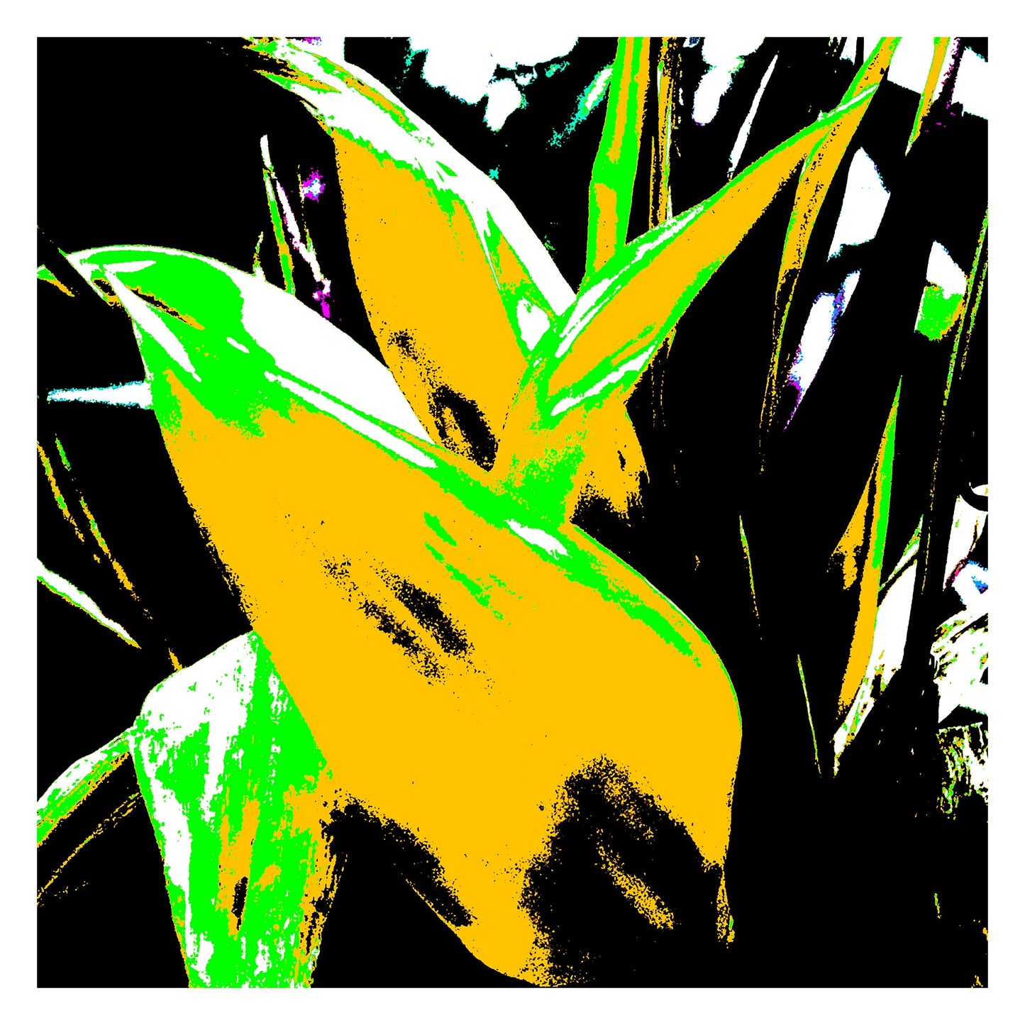 Xtra POP Set - Bird of Paradise - 185937v6 - 104x104cm, Stylised yellow and green tropical leaves with stark black contrasts in vivid Pop Art treatment.