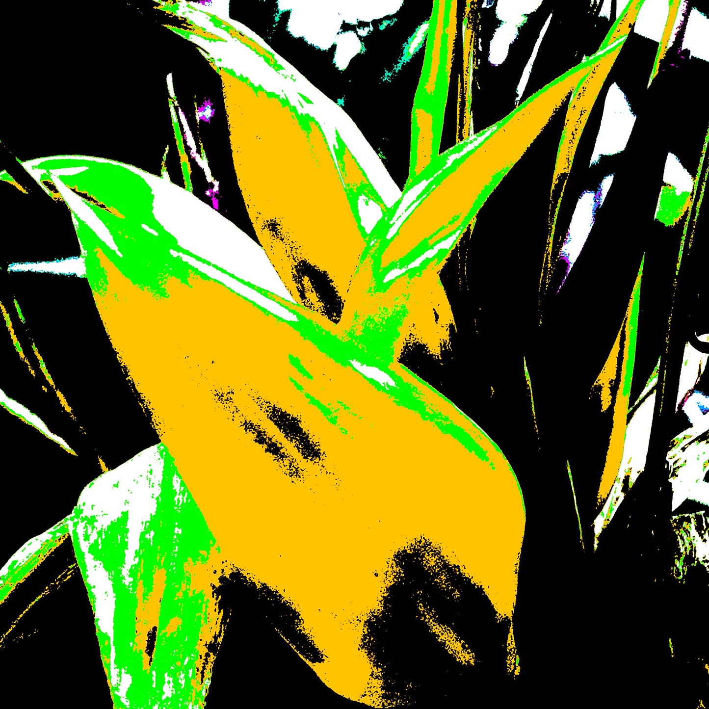 Xtra POP Set - Bird of Paradise - 185937v6 - 90x90cm, Stylised yellow and green tropical leaves with stark black contrasts in vivid Pop Art treatment.