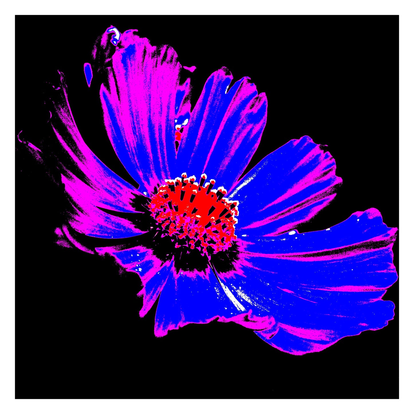 Xtra POP Set - Echinacea Flower - 990319v6 - 104x104cm, A bold pop art-style image of a single echinacea flower with neon pink and electric blue petals, red centre, and black background. Graphic and vibrant. Limited edition fine art print.