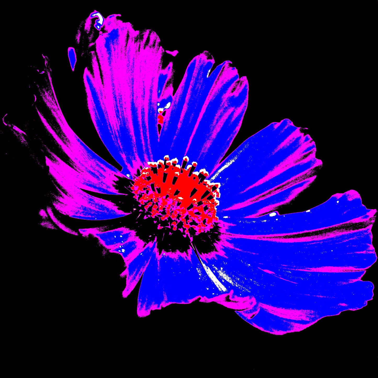 Xtra POP Set - Echinacea Flower - 990319v6 - 90x90cm, A bold pop art-style image of a single echinacea flower with neon pink and electric blue petals, red centre, and black background. Graphic and vibrant. Limited edition fine art print.