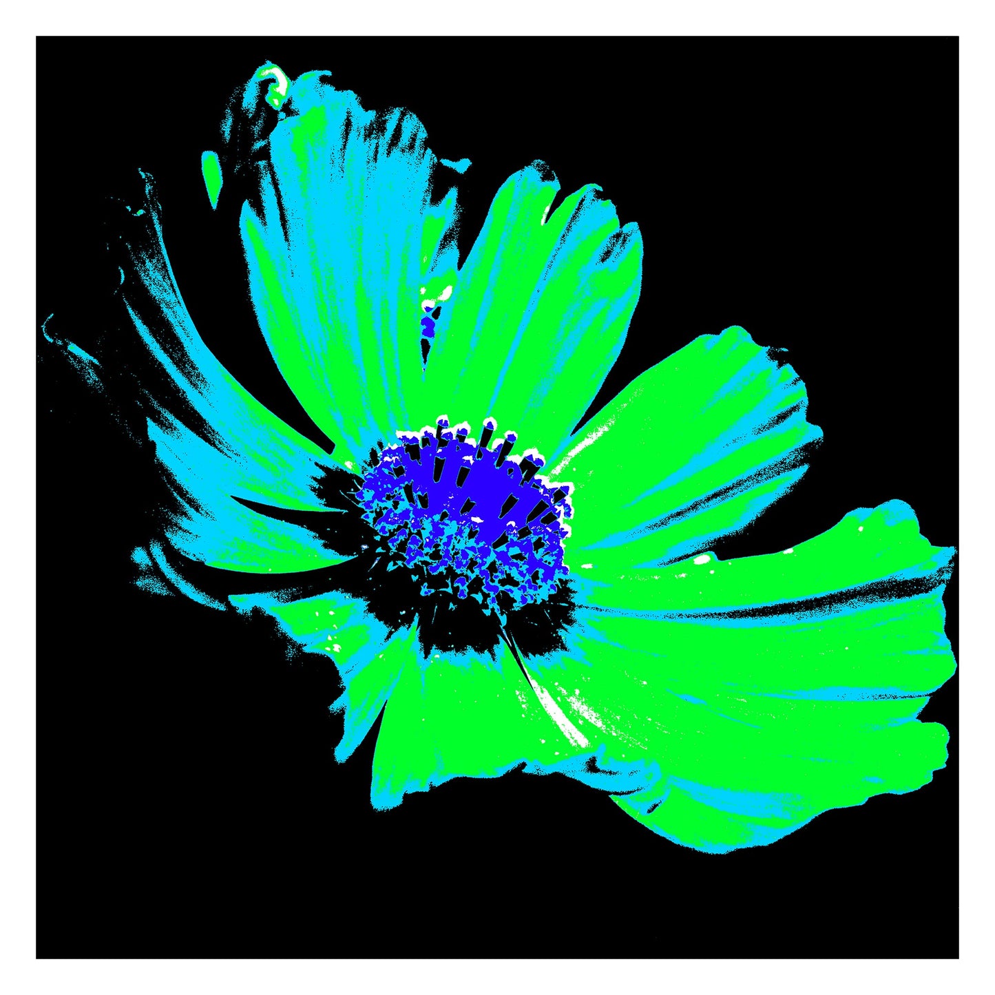 Xtra POP Set - Echinacea Flower - 990319v8 - 104x104cm, A neon pop art-style flower with bright green petals and a deep blue-purple centre on a black background. Vibrant graphic floral. Limited edition fine art print.