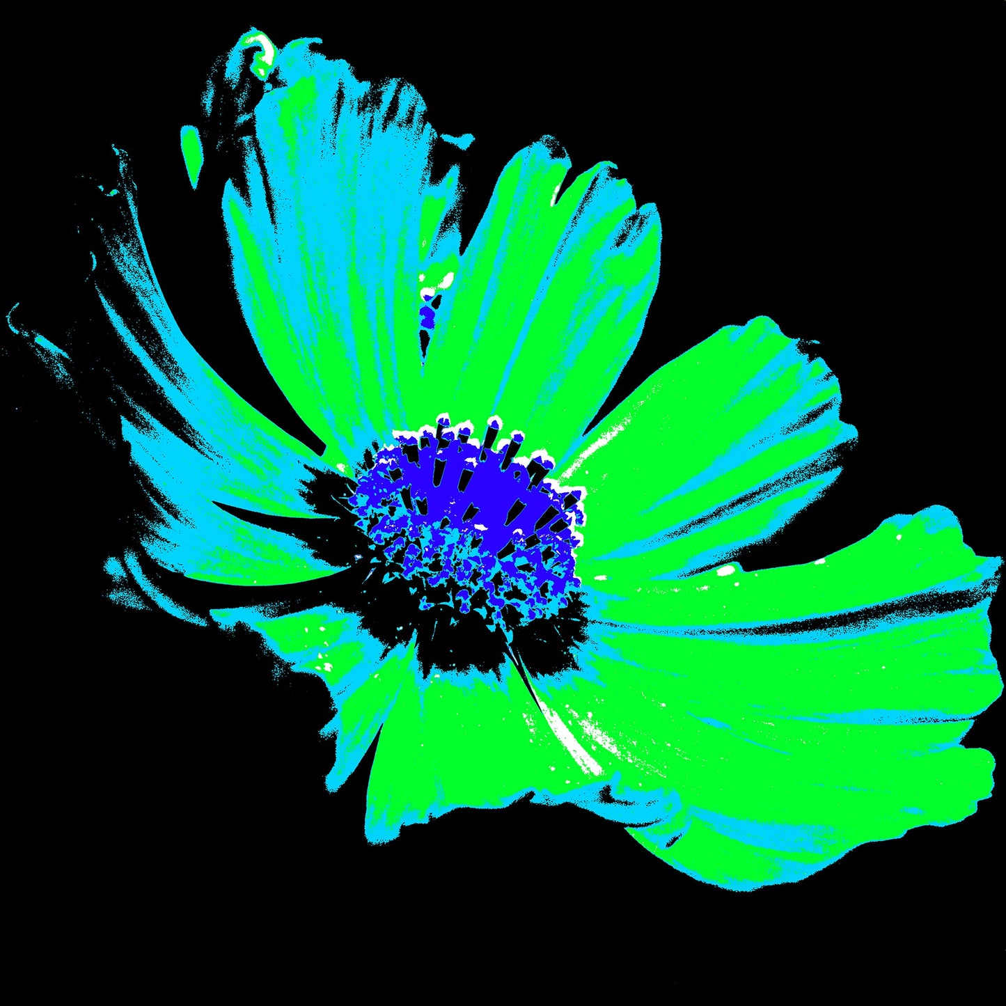 Xtra POP Set - Echinacea Flower - 990319v8 - 90x90cm, A neon pop art-style flower with bright green petals and a deep blue-purple centre on a black background. Vibrant graphic floral. Limited edition fine art print.