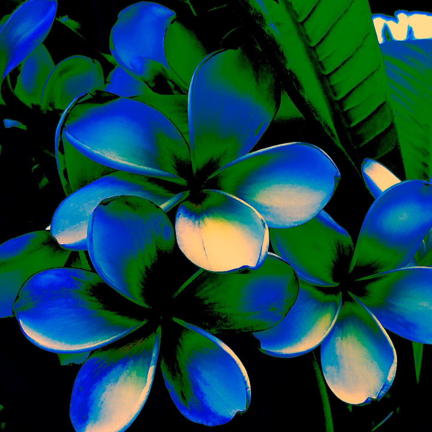 Xtra POP Set - Frangipani Cluster - 185892v20a - 90x90cm, Stylised cluster of frangipani flowers in deep blue and emerald green hues with soft cream highlights, set against dark tropical foliage in a bold Pop Art interpretation.