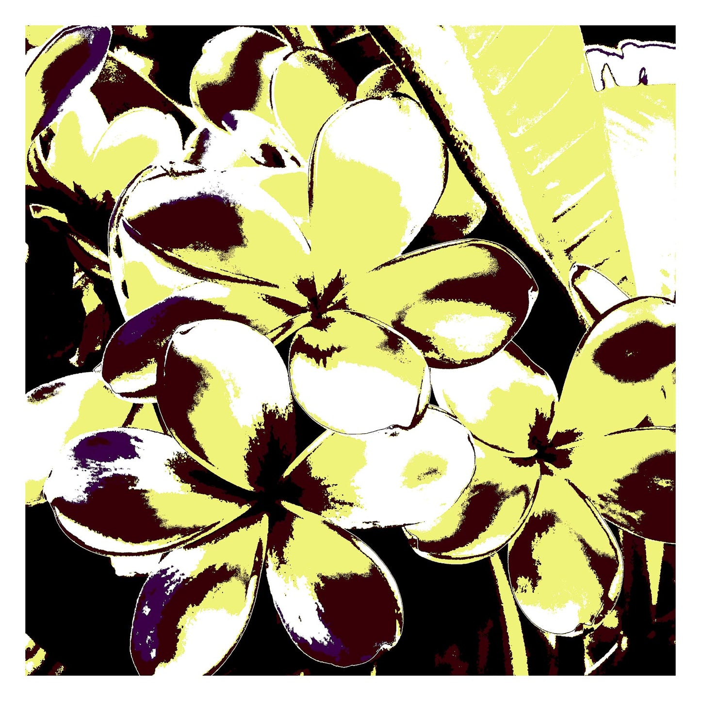 Xtra POP Set - Frangipani Cluster - 185892v28 - 104x104cm, Frangipani petals in lemon yellow and burgundy with high-contrast shadows, giving a retro Pop Art flair to a tropical floral scene.