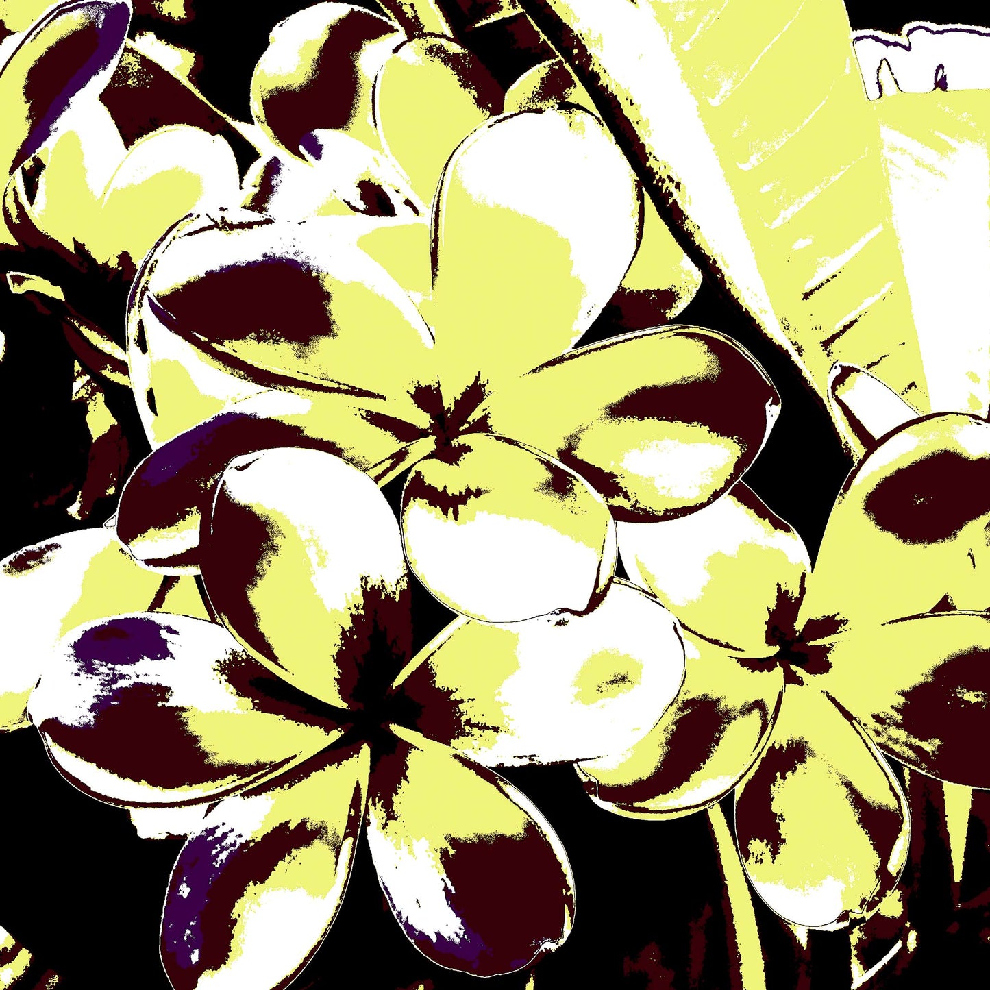 Xtra POP Set - Frangipani Cluster - 185892v28 - 90x90cm, Frangipani petals in lemon yellow and burgundy with high-contrast shadows, giving a retro Pop Art flair to a tropical floral scene.