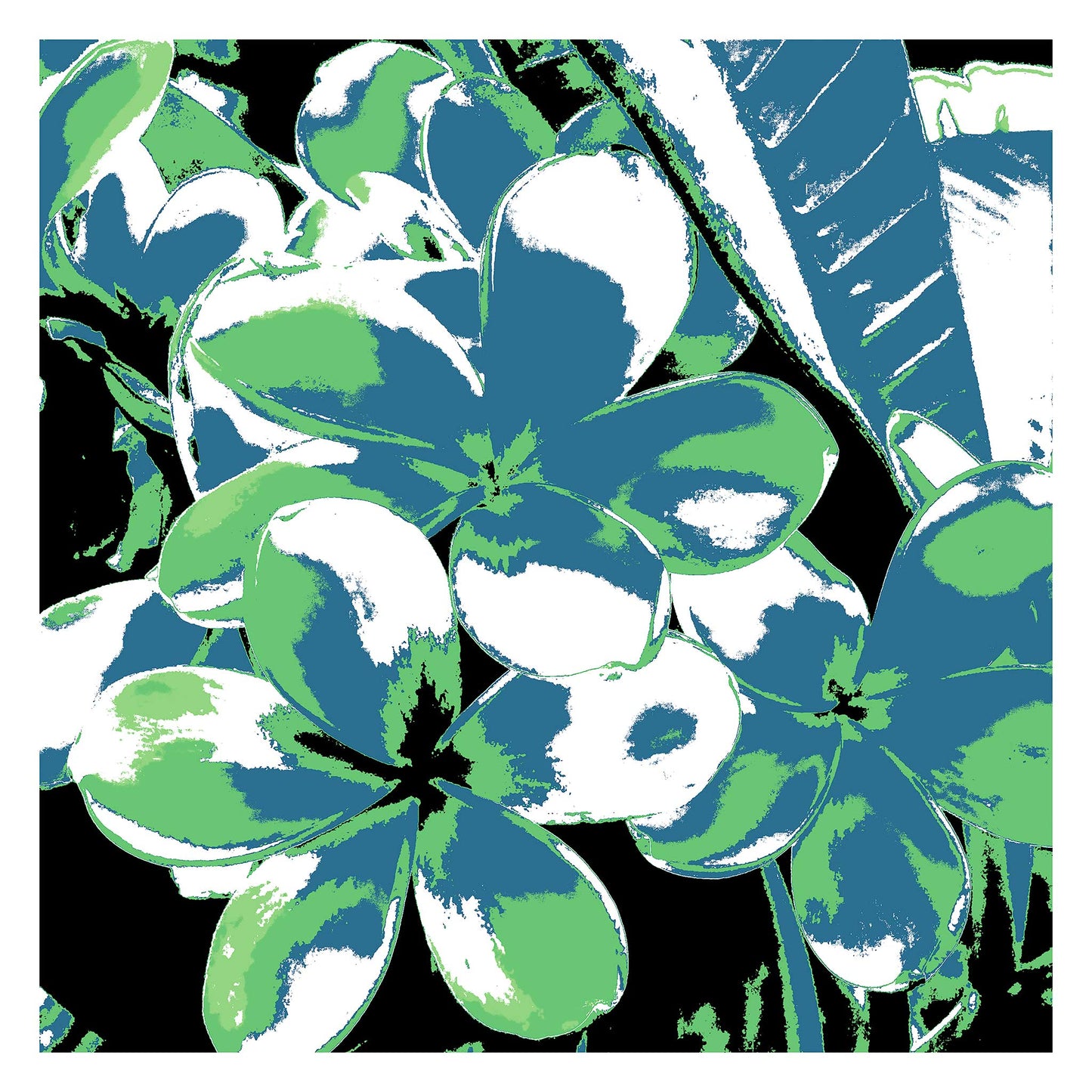 Xtra POP Set - Frangipani Cluster - 185892v35 - 104x104cm, A digitally altered frangipani cluster with slate blue and green petals against a black background, stylised in bold Pop Art contrast.