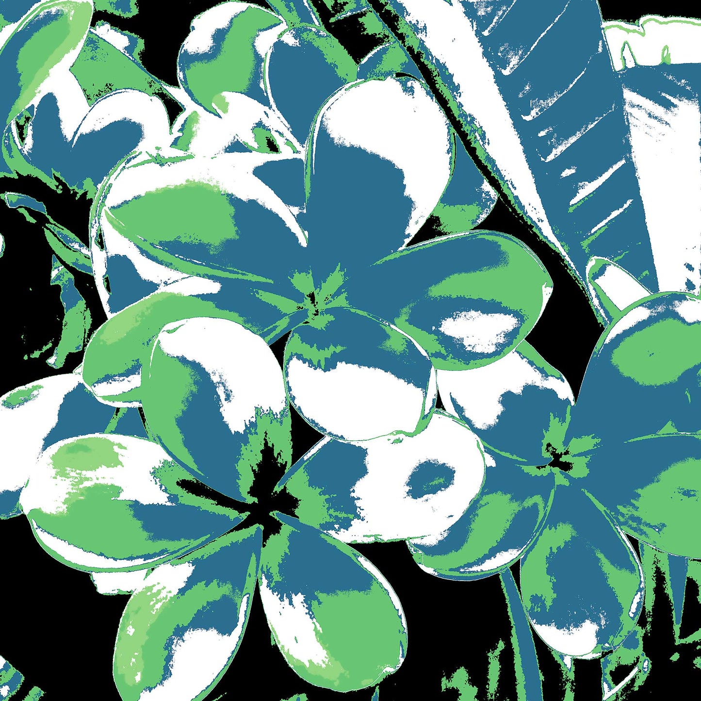Xtra POP Set - Frangipani Cluster - 185892v35 - 90x90cm, A digitally altered frangipani cluster with slate blue and green petals against a black background, stylised in bold Pop Art contrast.